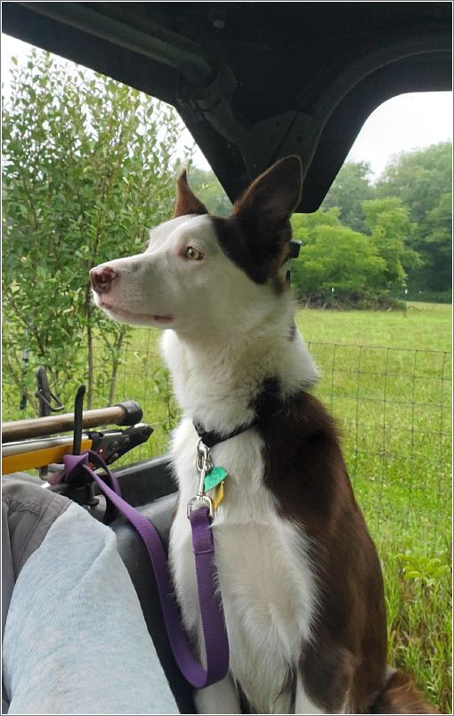  Nic ready for a road trip. Photo: Letty Klein.